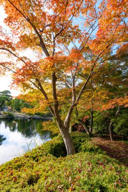 Japonya 'nın Hyogo ilinin Himeji şehrinde 11 Kasım 2017 tarihinde sonbahar yeşillik mevsiminde güzel Kokoen Bahçesi