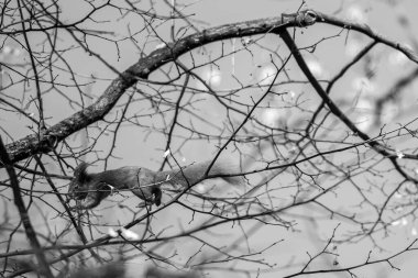 Çek Cumhuriyeti Prag 'daki Letna parkında ağaca tırmanan şirin sincap.