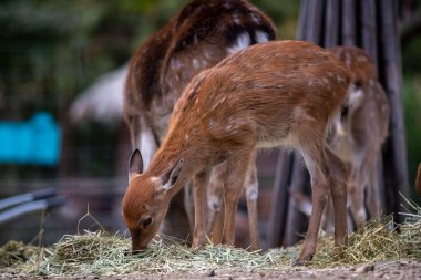 Güney Kore 'nin başkenti Seongdong Bölgesi' ndeki Seul Orman Parkı 'nda geyik ağılı.