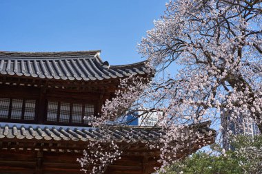 Güney Kore, Seul 'deki Joseon hanedanının Deoksugung kraliyet sarayında 31 Mart 2024' te kiraz çiçekleri açmıştır.