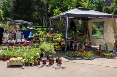 Sırbistan 'ın başkenti Belgrad' daki Manjez parkındaki bahar çiçeği pazarı 11 Mayıs 2025