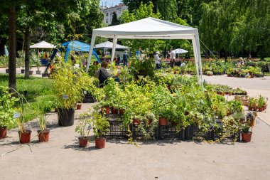 Sırbistan 'ın başkenti Belgrad' daki Manjez parkındaki bahar çiçeği pazarı 11 Mayıs 2025