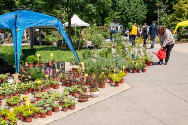 Sırbistan 'ın başkenti Belgrad' daki Manjez parkındaki bahar çiçeği pazarı 11 Mayıs 2025