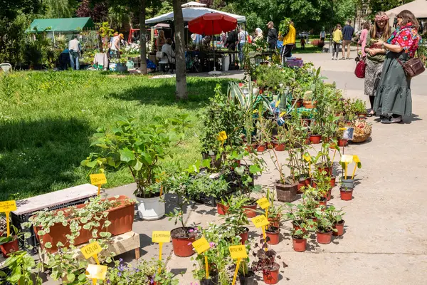 Sırbistan 'ın başkenti Belgrad' daki Manjez parkındaki bahar çiçeği pazarı 11 Mayıs 2025