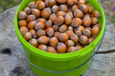 Makro, bir kova dolusu çiğ fındık ve kırsal sağlıklı yiyeceğin yakın görüntüsü.