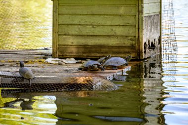 Turtle Gölü 'ndeki kaplumbağalar, yerel olarak Kus Tba olarak bilinir, Gürcistan' ın başkenti Tiflis 'in eteklerinde küçük bir göl ve park.