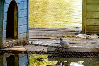 Turtle Gölü 'ndeki kaplumbağalar, yerel olarak Kus Tba olarak bilinir, Gürcistan' ın başkenti Tiflis 'in eteklerinde küçük bir göl ve park.
