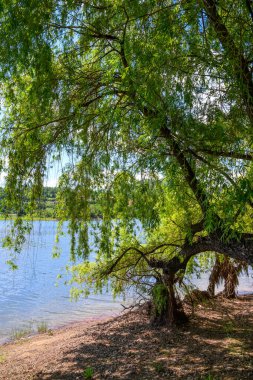 Doğu Sırbistan 'da Bor kenti yakınlarındaki bir yapay göl olan Bor Gölü (Borsko jezero) manzarası