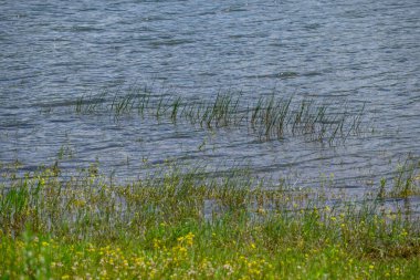 Doğu Sırbistan 'da Bor kenti yakınlarındaki bir yapay göl olan Bor Gölü (Borsko jezero) manzarası