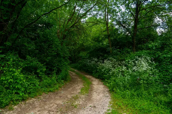 Doğu Sırbistan 'da Bor kenti yakınlarındaki bir yapay göl olan Bor Gölü (Borsko jezero) manzarası