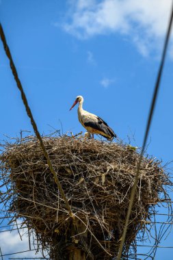 Beyaz leylek (Ciconia ciconia) elektrik direğinin tepesinde leylek yavrularıyla yuva yapar.