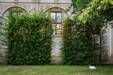 Çek Cumhuriyeti 'nin Prag' daki Mala Strana bölgesinde, Çek Cumhuriyeti Senatosu 'na ev sahipliği yapan Waldstein Garden ve Barok Wallenstein Sarayı' ndaki Tavuskuşu