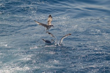 Güneşli bir günde, deniz kenarında uçan martılar.