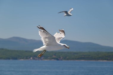 Güneşli bir günde, deniz kenarında uçan martılar.