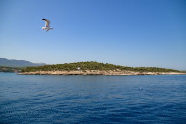 Güneşli bir günde, deniz kenarında uçan martılar.