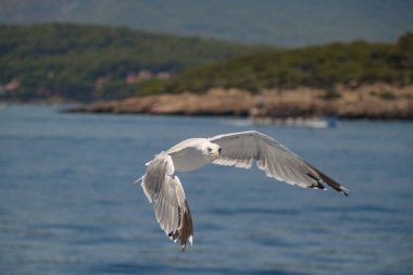 Güneşli bir günde, deniz kenarında uçan martılar.