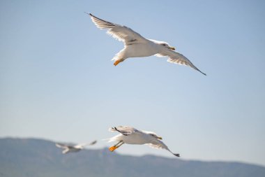 Güneşli bir günde, deniz kenarında uçan martılar.