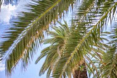 Hurma ağacının kütüğüne doğru yaklaş, üzerine doğru yayıl.