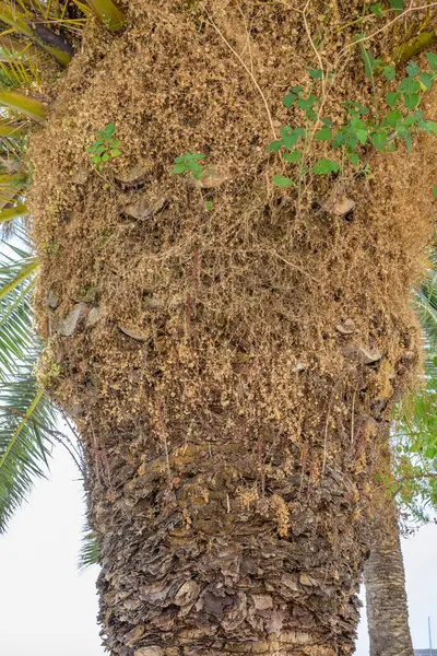 Hurma ağacının kütüğüne doğru, kabuklu ve kuru yapraklı.