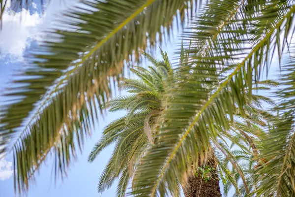Hurma ağacının kütüğüne doğru yaklaş, üzerine doğru yayıl.