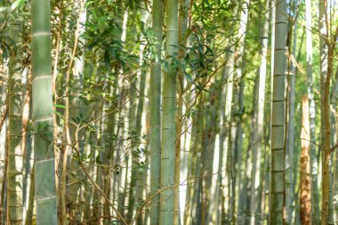 Yoğun bir bambu ormanı. Uzun yeşil bambu sapları ve yaprakların arasından süzülen güneş ışığı.