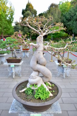 20 Nisan 2024 'te Pekin' deki Jingshan parkında bükülmüş gövdesi olan eşsiz bir bonsai ağacı.