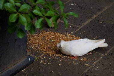 Beyaz bir güvercin, dağılmış tohumları taş kaldırımda gagalıyor.