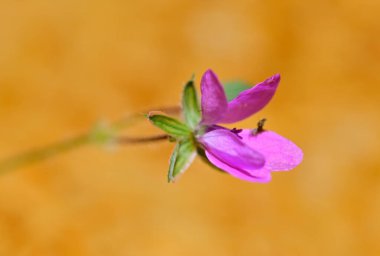 Yumuşak turuncu arka planda yeşil yapraklı narin pembe bir çiçeğin yakın çekimi.