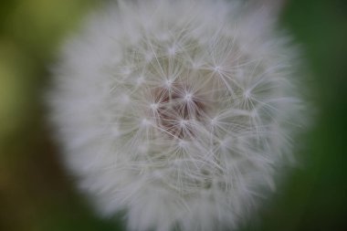 Bulanık arkaplanı olan karahindiba tohumu başlığının yakın çekimi.