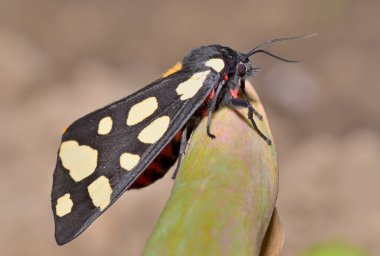 Renkli bir güveye yakın çekim. Bir bitkinin gövdesine konmuş benekli kanatları var..