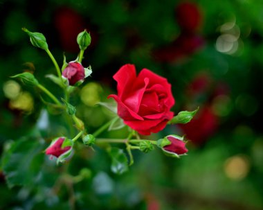 Yeşil tomurcukları ve yaprakları olan kırmızı bir gülün yakın çekimi.