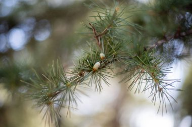 Arka planı bulanık olan çam iğnelerinin yakın çekimi