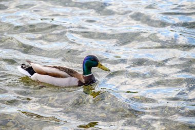 Dalgalarla berrak suda yüzen bir yaban ördeği..