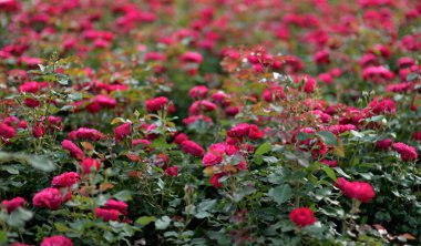 Çiçek açan yeşil yapraklı kırmızı güllerden oluşan canlı bir tarla..