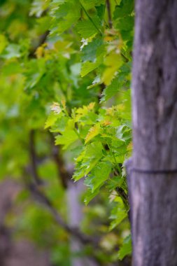 Close-up of green grapevine leaves on a vineyard trellis.