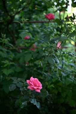 A vibrant pink rose blooming amidst lush green foliage in a garden.