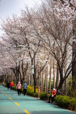 25 Mart 2023 'te Güney Kore' nin Seul kentindeki Han nehrindeki Yeouido parkında çiçek açan kiraz ağaçlarının keyfini çıkaran insanlar.