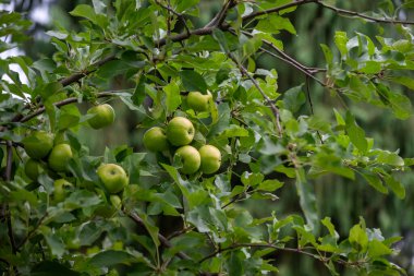 Yeşillik yeşil yapraklarla çevrili bir dalın yakın görüntüsü.