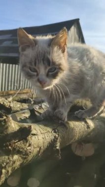 cat sitting and looking at each other.