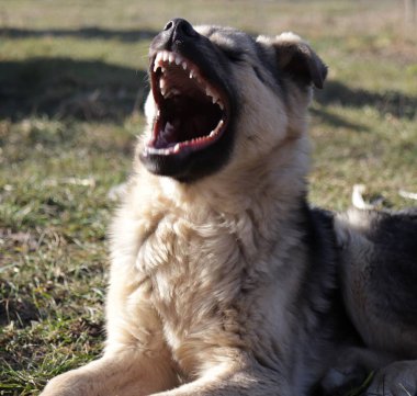 German shepherd dog yawns