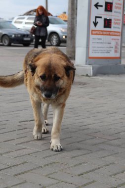 Şehirde köpek var.