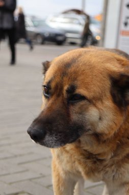 Şehirde köpek var.