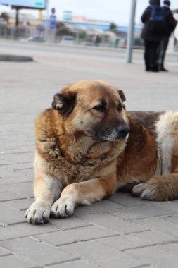 Şehirde köpek var.