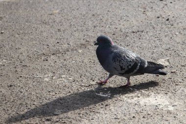 Yere serilmiş güvercin