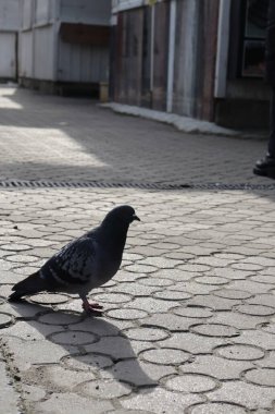 Güvercin kaldırımda oturuyor.