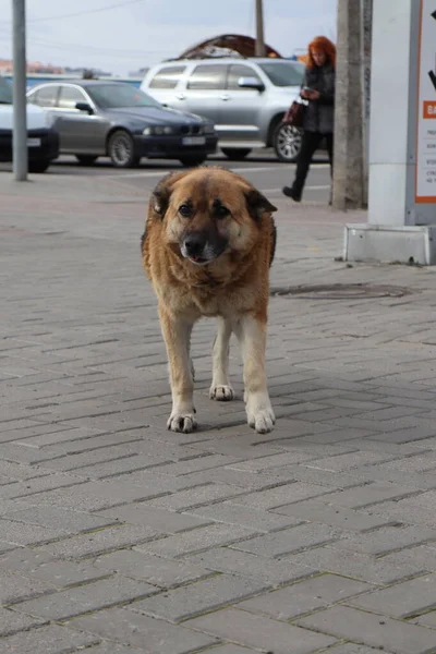 Hund Der Stadt — Stockfoto