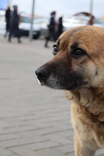 stock image dog in the city