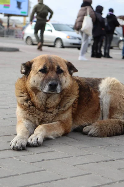 Σκύλος Στην Πόλη — Φωτογραφία Αρχείου