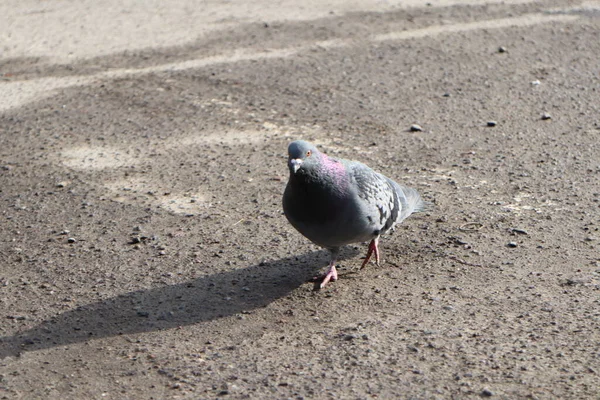 a closeup shot of a pigeon on the ground