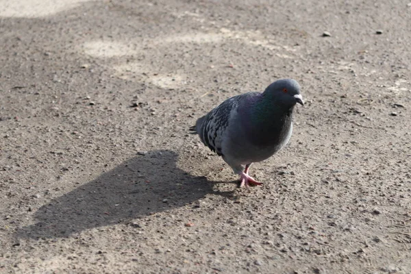 pigeon on the ground